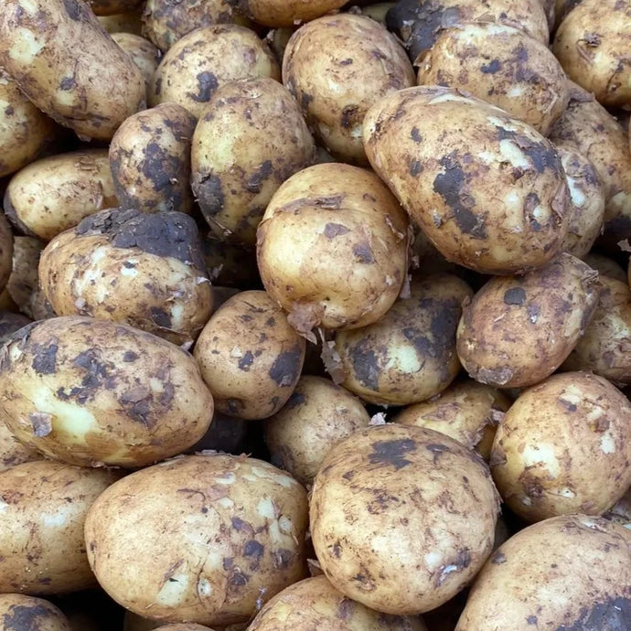 Potato: New Season Scrapers