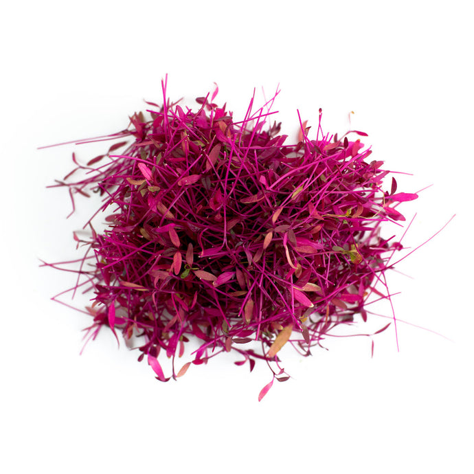 Herb: Micro Red Amaranth