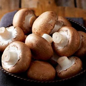 Mushroom: Chestnut
