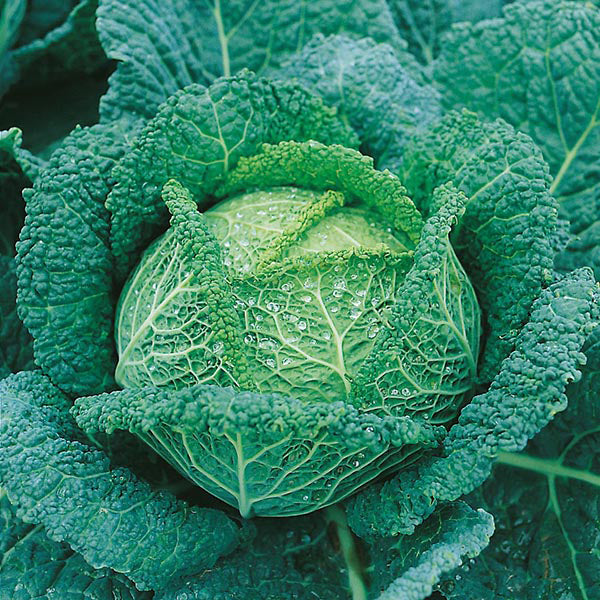 Cabbage: Savoy