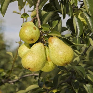 Pears: William
