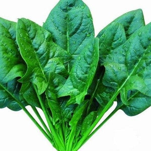 Spinach: Large Leaf
