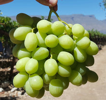 Load image into Gallery viewer, Grapes: White/Green Seedless
