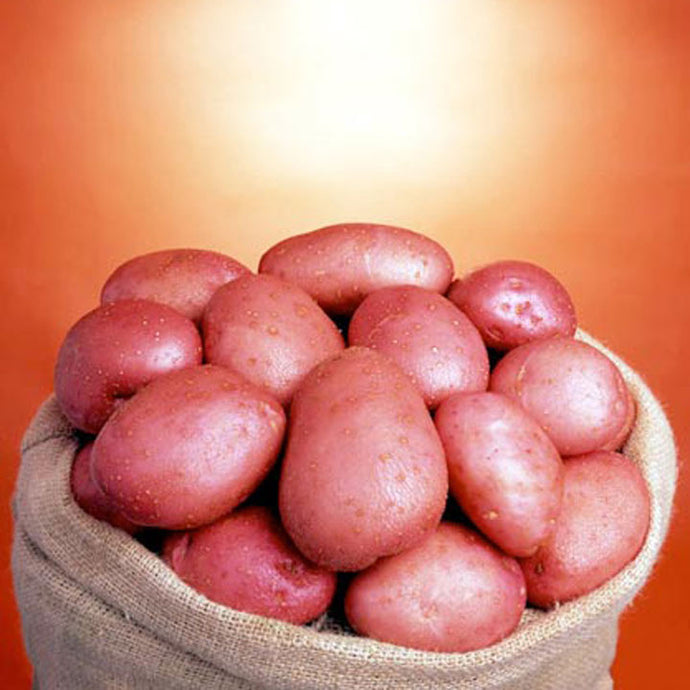 Potato: Washed Red