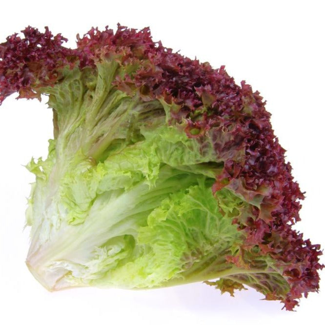 Lettuce: Lollo Rosso