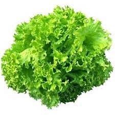 Lettuce: Lollo verdi
