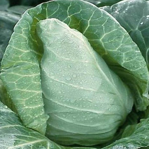 Cabbage: Spring